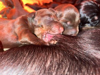 DOBERMAN ŠTENIATKA S FCI PP - 5