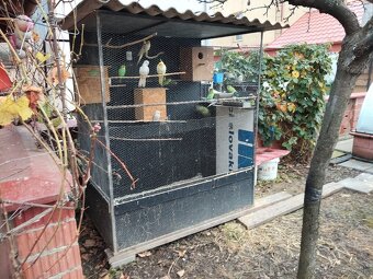 Predám andulky a korely s klietkou - 5