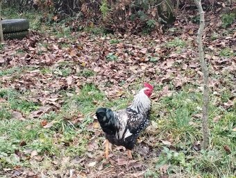 Predám mladých kohútikov - 5