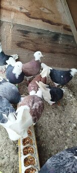 Birminghamske Kotrmeliaky - 5