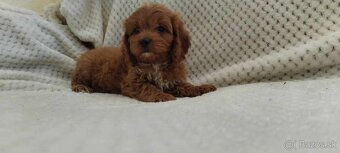 Maltipoo Cavapoo GoldenDoodle - 5