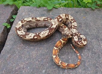 Boa imperator - Scoria Paradigm, IMG Arctic, IMG Paradigm - 5