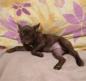 Voľné fenky čokoládové - Francúzsky buldoček - 5