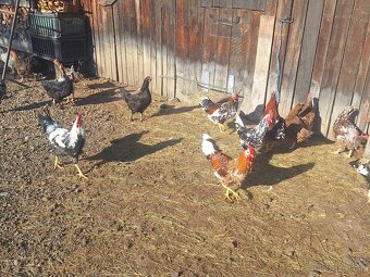 Predám mladých kohutov - 5