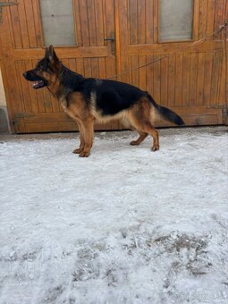 Nemecký ovčiak - 5