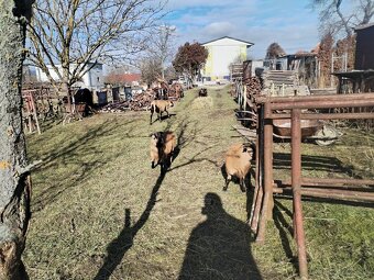 Kamerunske ovce/barany 2ks - 5