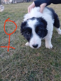 Bordel kólia šteniatka - 5