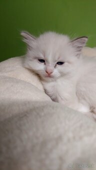 Ragdoll holčička blue bicolor k REZERVACI - 5