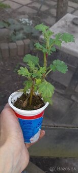 Chryzantéma zelená - 2,5eur a 4eur - 5