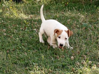 Jack russel teriér - 5