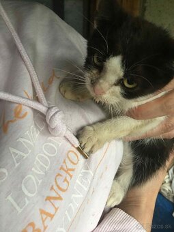 Darujem mačiatko 🐱 - 5