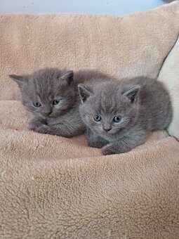 Britské mačiatka - 5