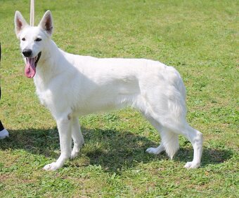 Biely švajčiarsky ovčiak s PP - 5