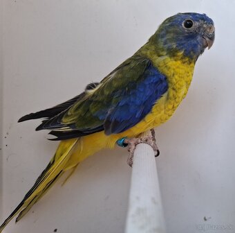 Neoféma tyrkysová žltobruchá - 5