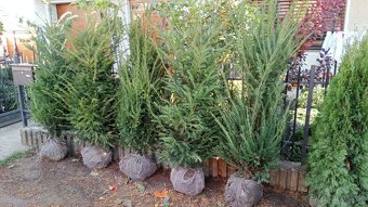Tis, Taxus, červienka tuja-Nitra a okolie - 5