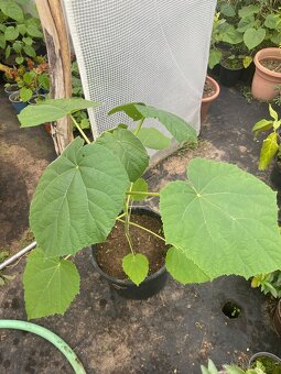Paulownia Tomentosa rýchlorastúci strom - 5