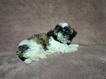 Shi_tzu, shitzu, šitzu, sicu, šicu, šizu - 5