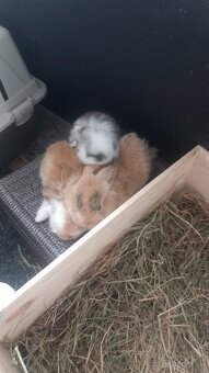 Zakrsly zajačik kralik minilop - 5