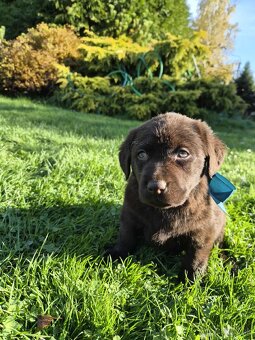 Šteniatka labrador a hnedá suka IHNEĎ - 5