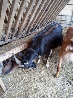 Kozliatka capkovia - 5