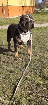 American bully xl - 5