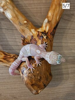 Gekončík nočný - 5