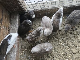 Čínska prepelica - 5