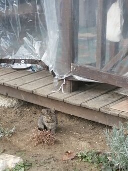 Mačičky do dobrých rúk - 5