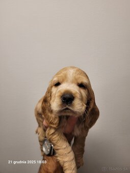 Anglický kokeršpaniel s rodokmeňom PL - 5