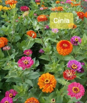 Semienka kvetov -rôzne druhy - 5