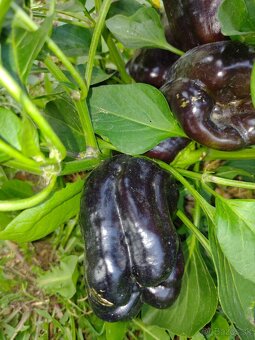 Predám semienka papriky - 5