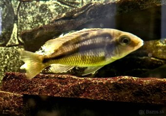 Africké cichlidy - 5