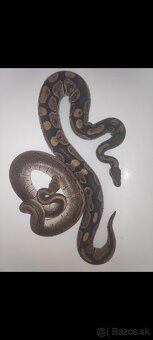 Python regius (Pytón Kráľovský) párik + tera - 5