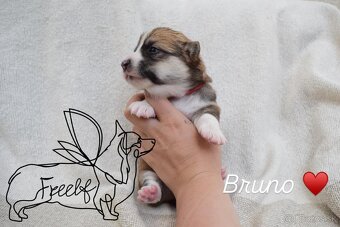 Welsch corgi pembroke - 5