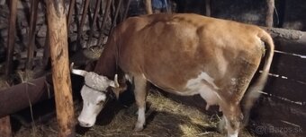 Predám kravu - 5