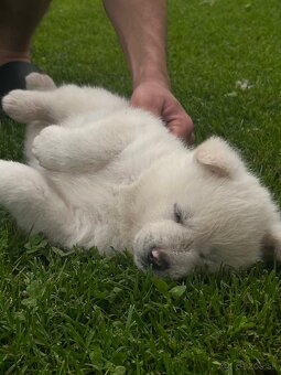 Akita inu šteniatko (psík) - 5
