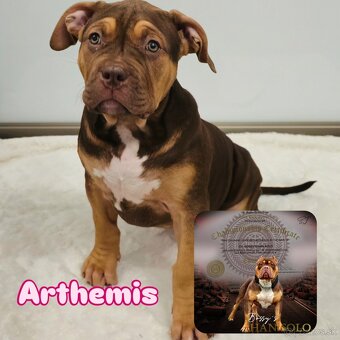 American bully - 5
