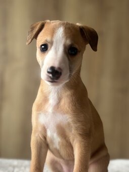 Šteniatka Vipet / Whippet - 5
