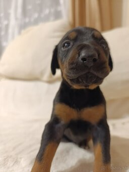 Prijmem rezervácie  na steniatka doberman - 5