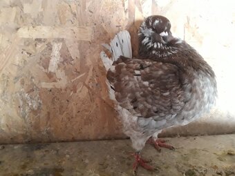 predam Kingy holuby - 5