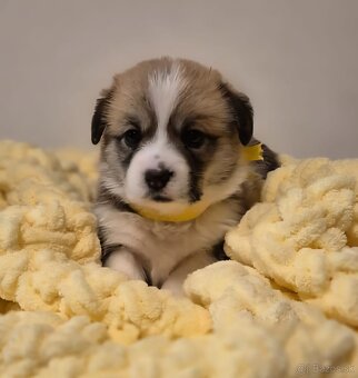 Welsh corgi pembroke - 5