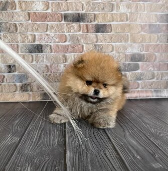 Pomeranian mini - 5