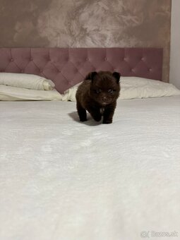 Pomeranian s PP, nemecký špic s pp - 5
