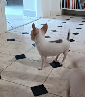 Civava kratkosrsta mini - 5