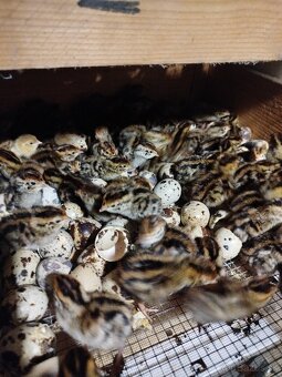 Japonské prepelice - 5