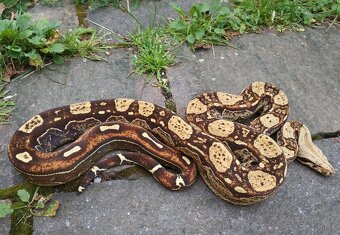 Boa imperator - Keltic Paradigm - 5