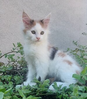 Mainska myvalia, Mainne coon,Mco - 5