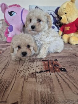 Maltipoo - 5