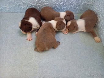 Boston ,Bostonský terrier - 5