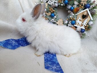 Zakrslý králik teddy gén s VP - samček biely s ruskou kresb - 5